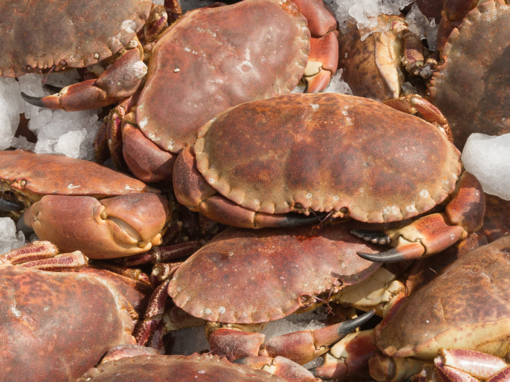 New conservation measures for Northern Ireland Brown Crab
