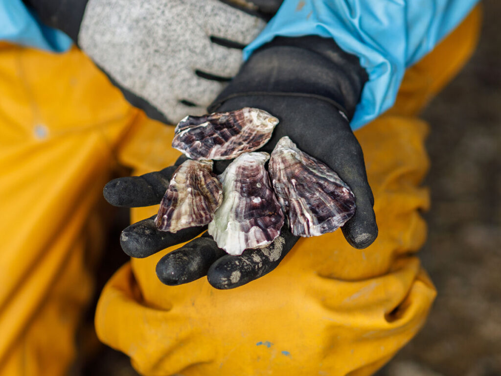 Pacific oysters in a man's hand.