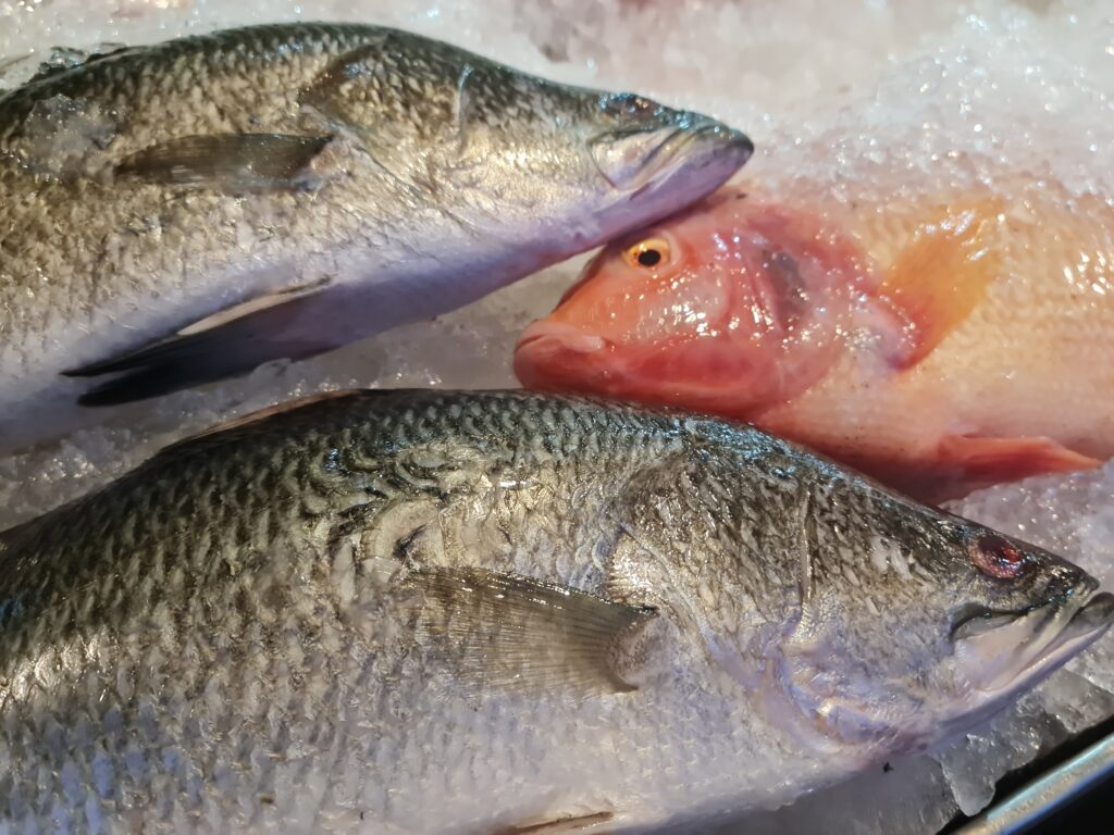 Two species of fish on ice