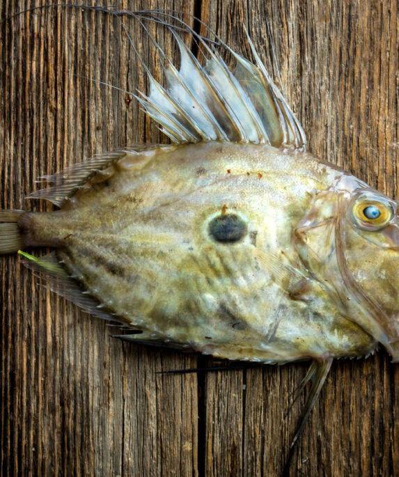 John Dory fish