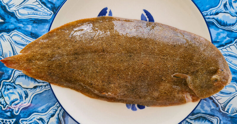 Fish Face Guide | Sand sole