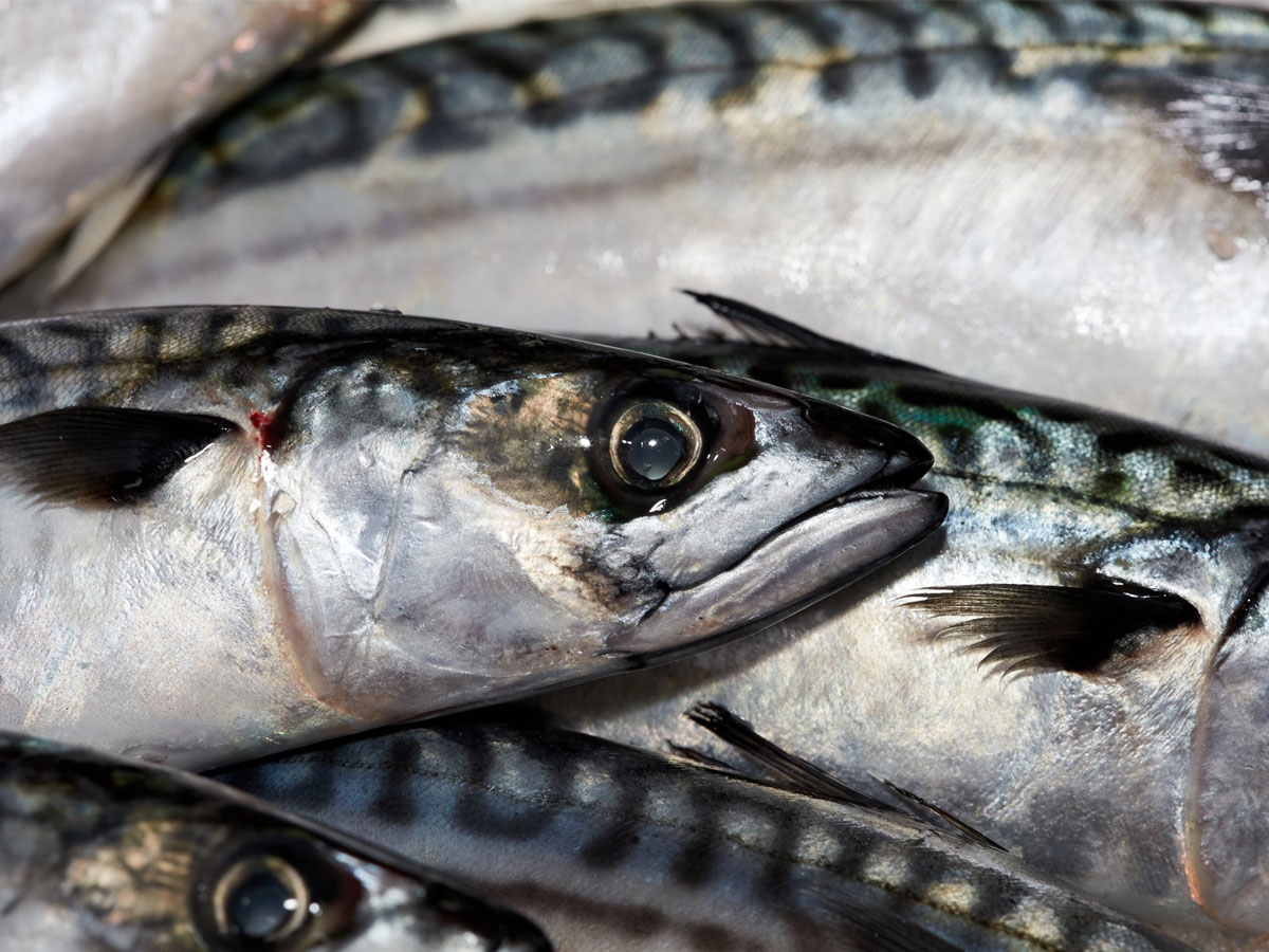 Scottish mackerel proving popular in Japan
