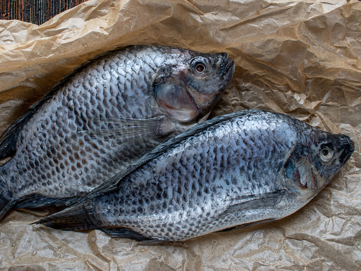 Tilapia: the pros and cons of a divisive fish