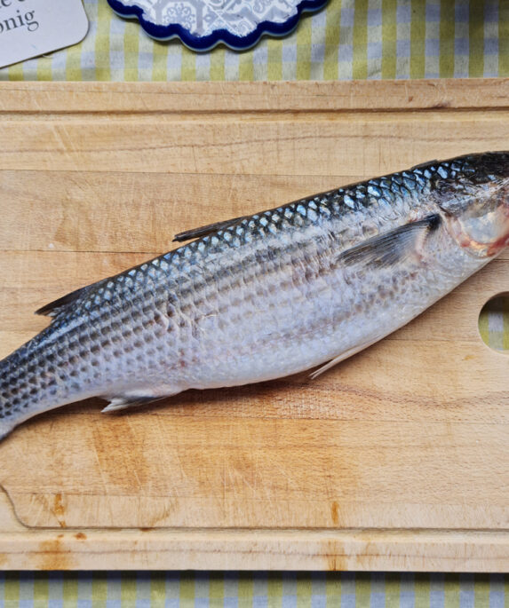 A grey mullet fish