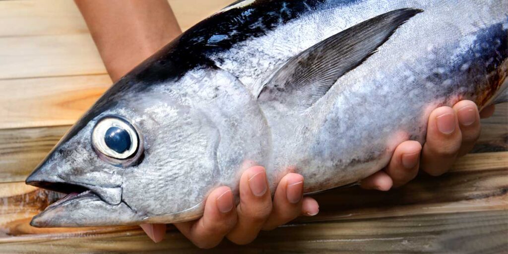 An albacore tuna