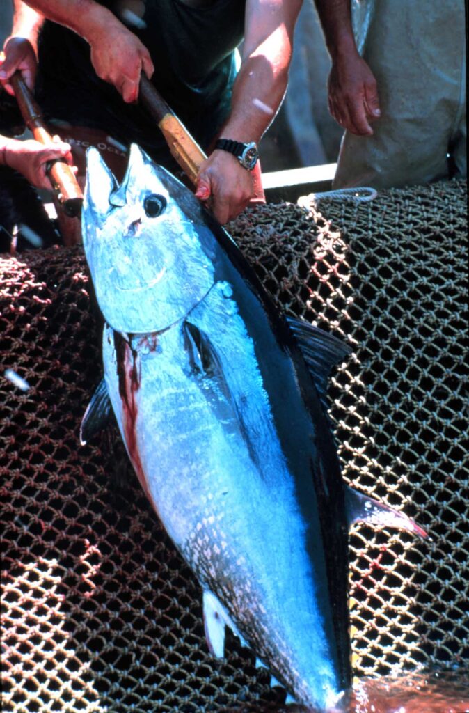 A bluefin tuna