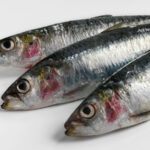 Cornish sardines