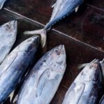 Tuna at a fish market.