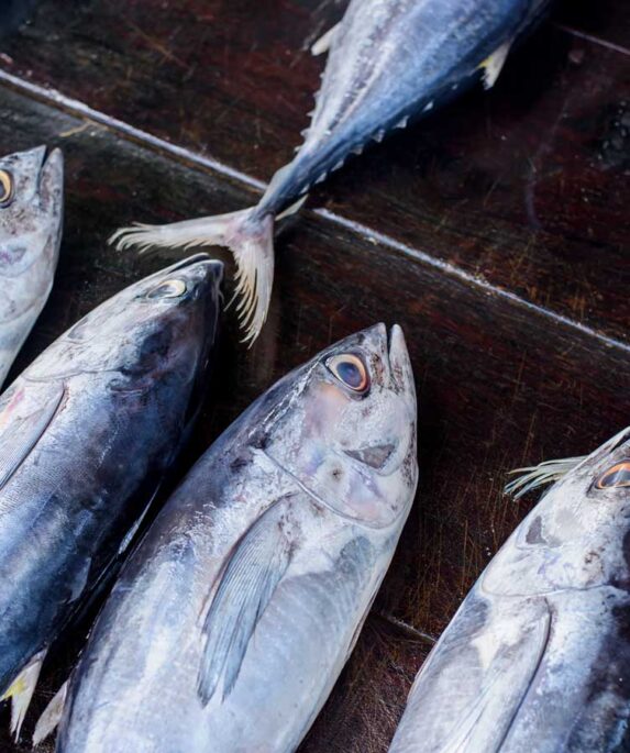 Tuna at a fish market.