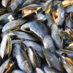 Mussels