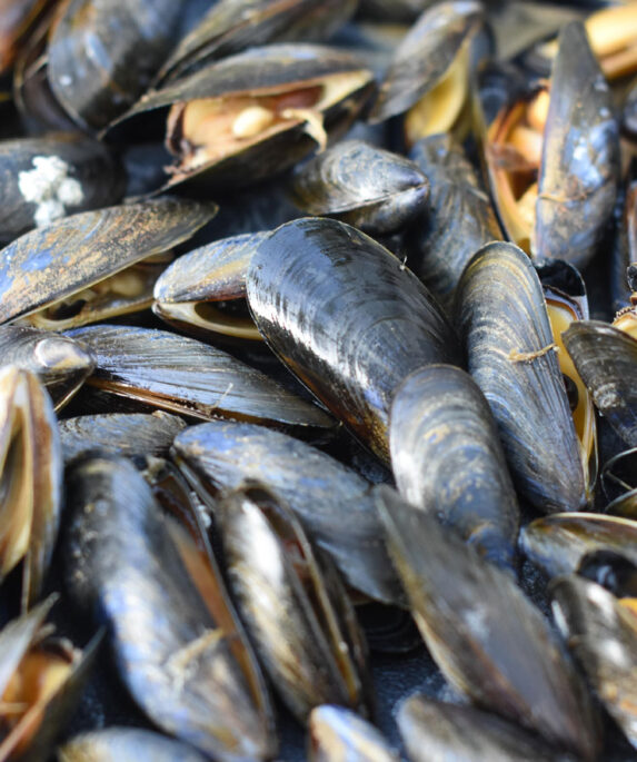 Mussels