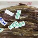 Hake in a fishbox at market