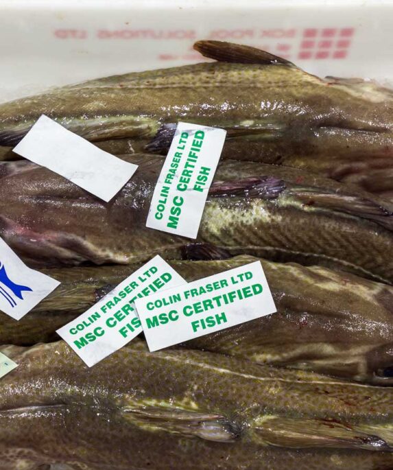 Hake in a fishbox at market