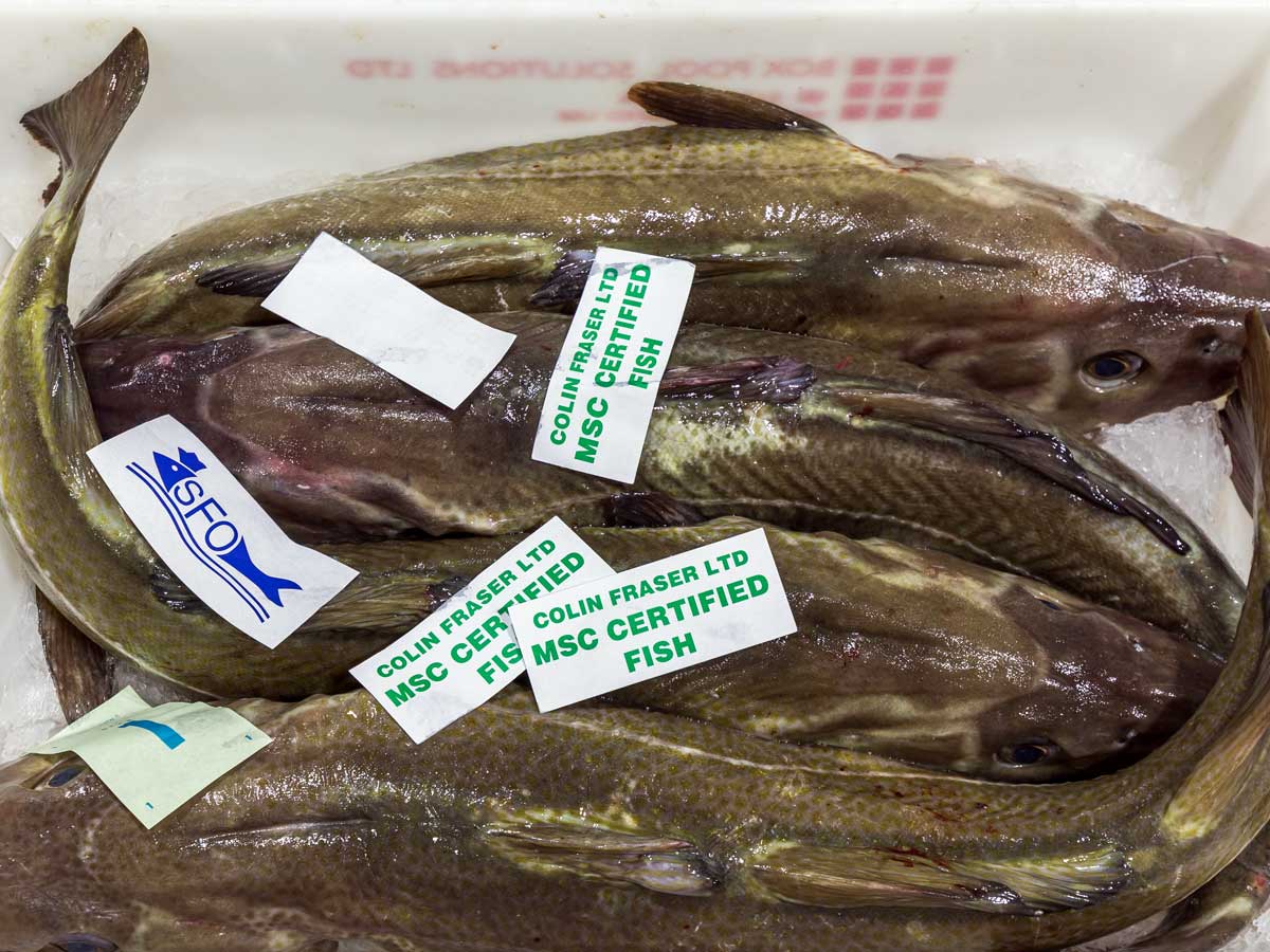 Hake in a fishbox at market