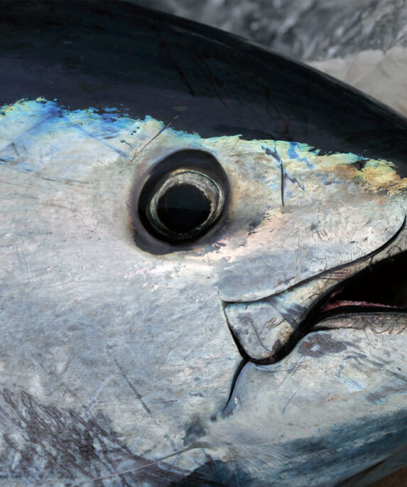 A bluefin tuna