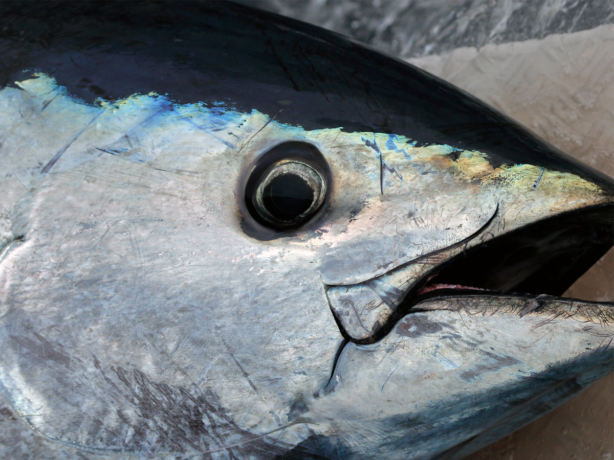 A bluefin tuna