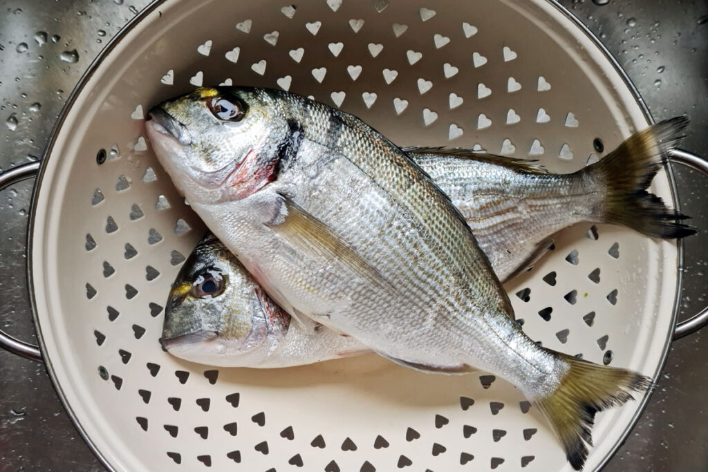 Gilthead bream