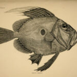 Drawing of a John Dory fish