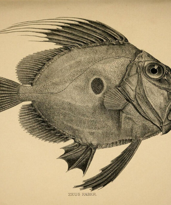 Drawing of a John Dory fish