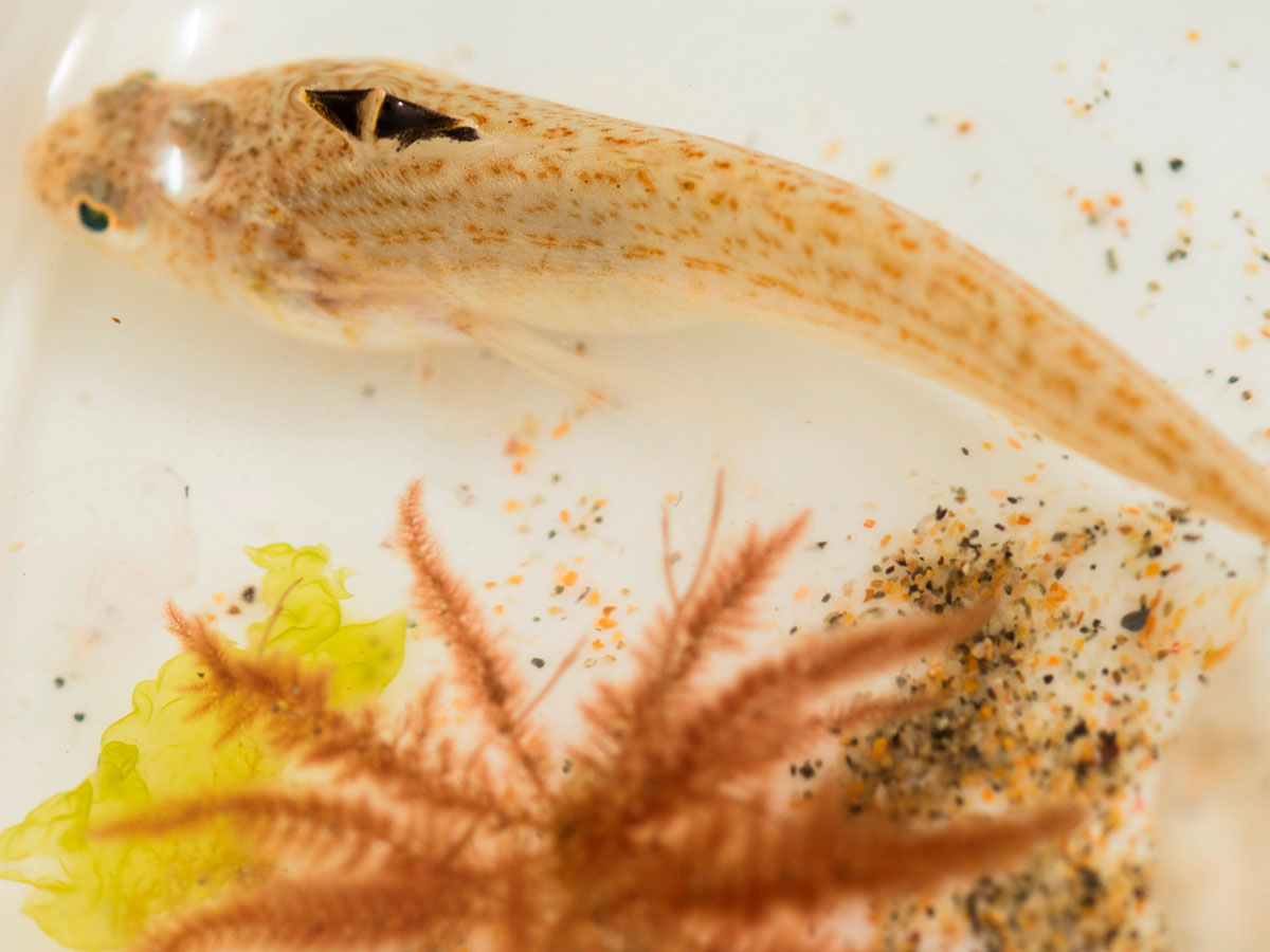 Tale in the sting: How the weever fish is helping scientists