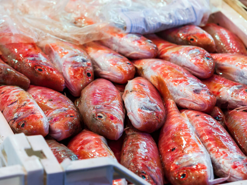 Red mullet fish at market