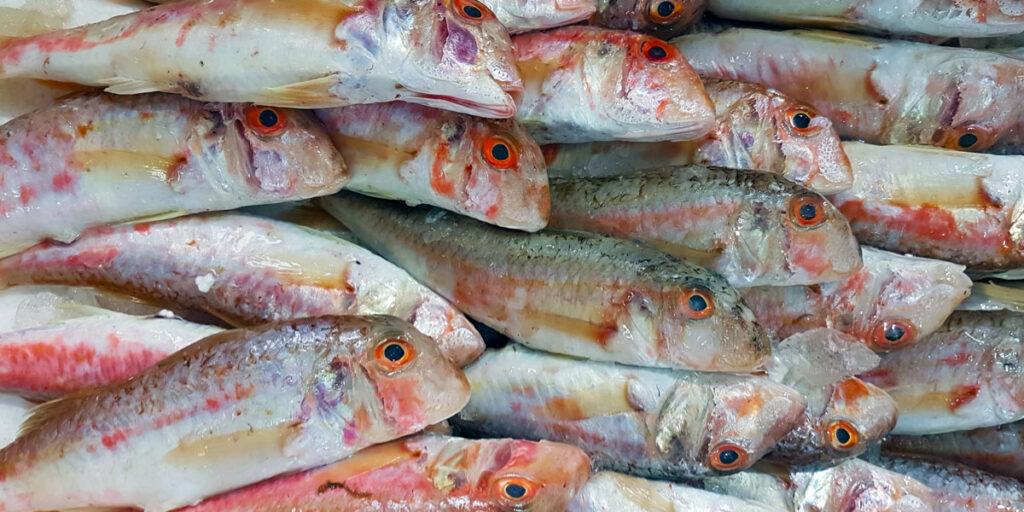 Red mullet fish
