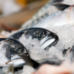 Fresh mackerel on ice