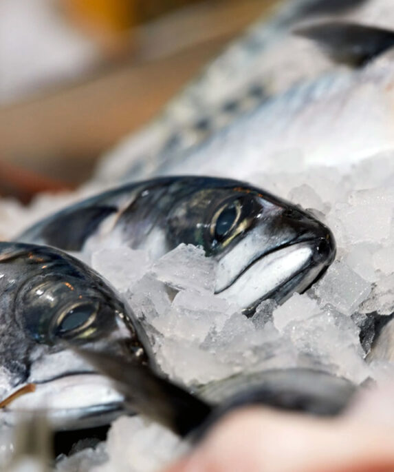 Fresh mackerel on ice