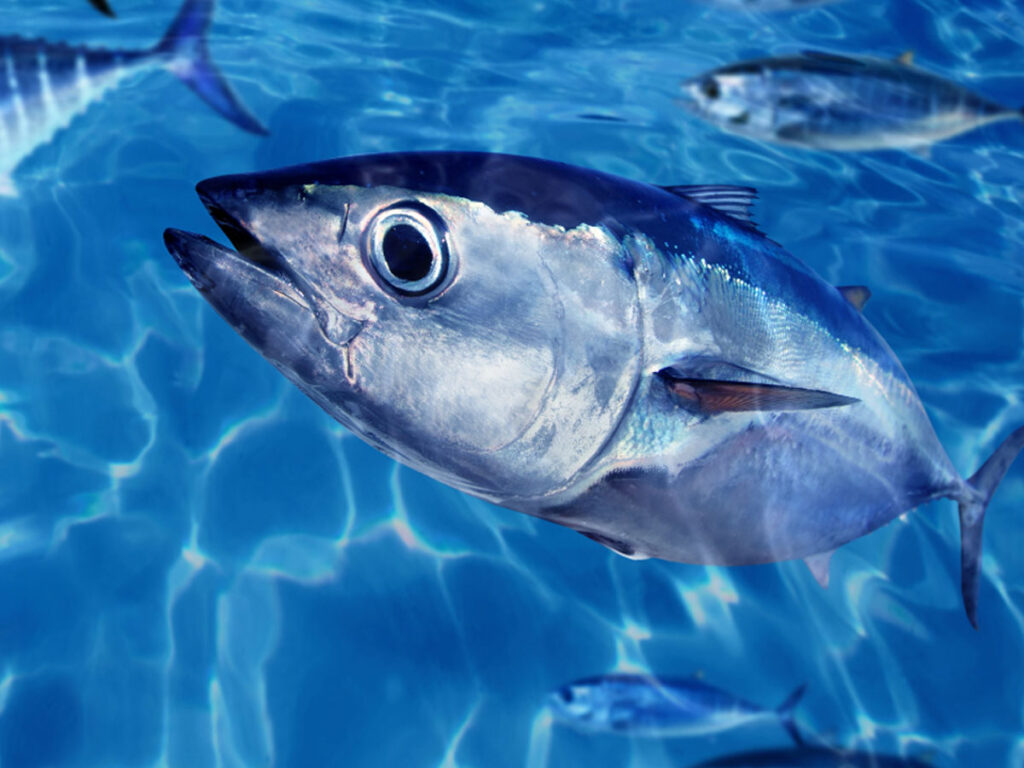 Bluefin tuna