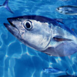 Bluefin tuna