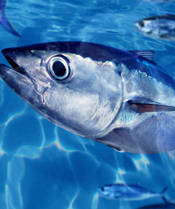 Bluefin tuna