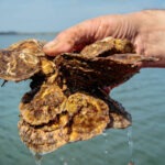 Native oysters