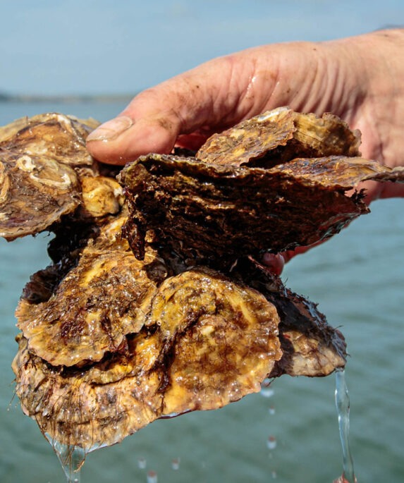 Native oysters