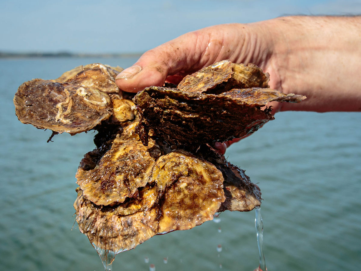 Native oysters
