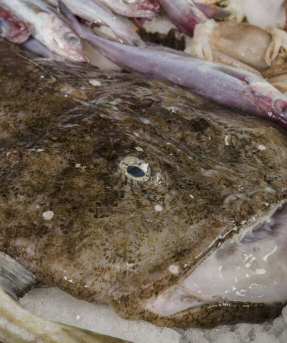 Monkfish