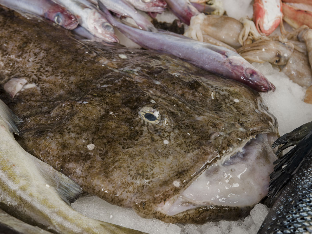 Ugly but delicious: The monkfish image crisis and why using the whole fish matters
